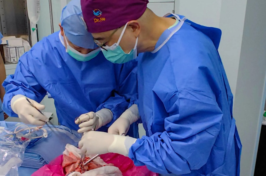 First Pig Lung to Human Transplant