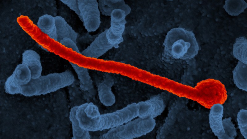 A new antiviral blocks 6 deadly viruses in mice but faces a long road ahead