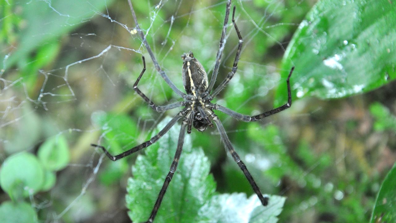 Spiders seen keeping fireflies as glowing prisoners that draw more prey to their webs