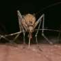 West Nile alert issued as two fatalities confirmed in Minnesota