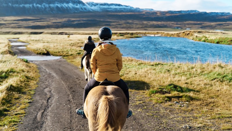 Horses may have become rideable with the help of a genetic mutation