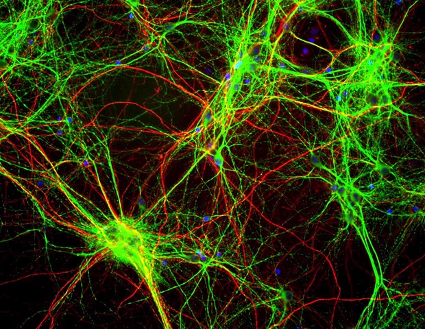 Signaling mechanisms driving olfactory neurogenesis in zebrafish
