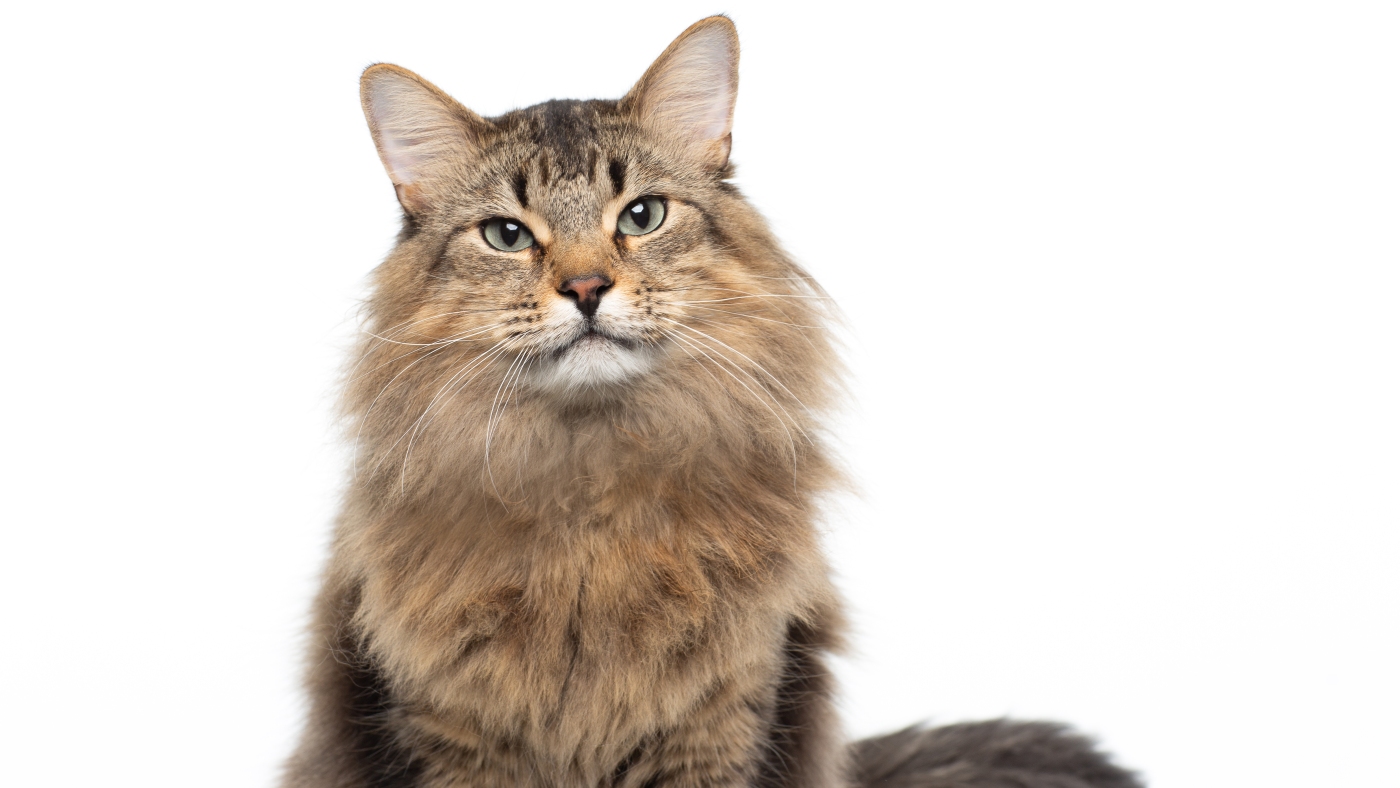 Tonic the cat is ‘Caught Stealing’ the show in a new action comedy