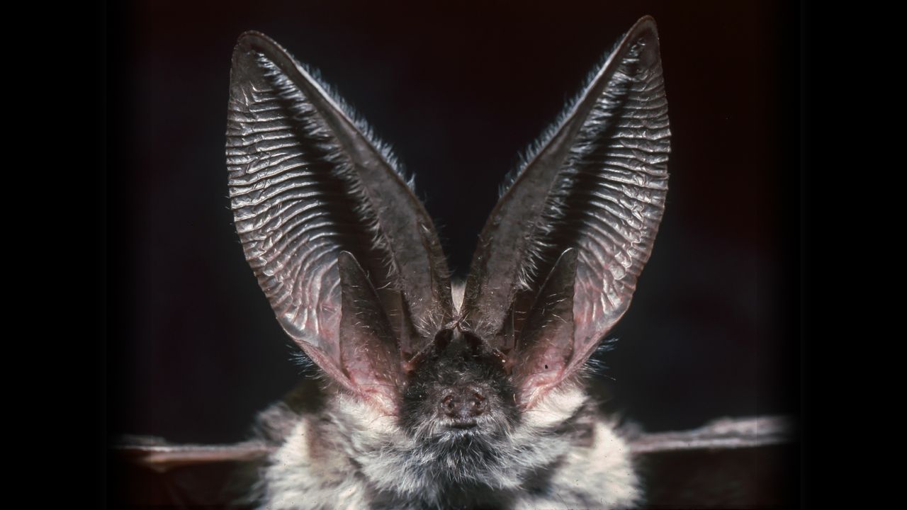 Which animal has the best hearing?