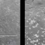 newly-discovered-virus-in-bats-helps-strengthen-australia’s-defenses-against-emerging-infectious-disease