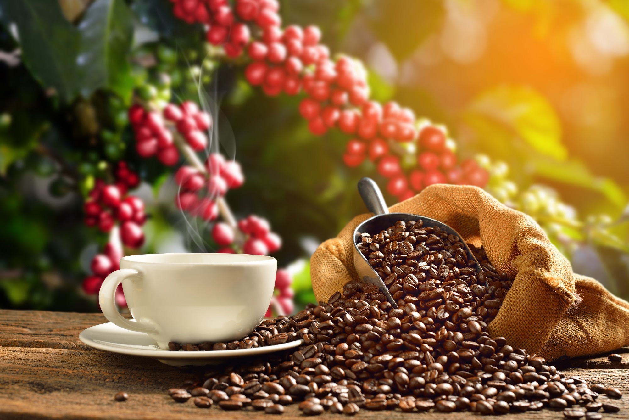 Roasted Arabica coffee hides powerful antidiabetic molecules