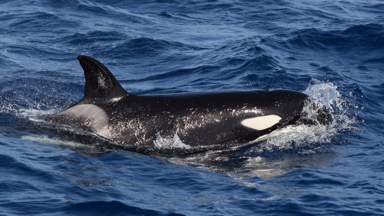 ‘We completely freaked out’: Orcas are attacking boats in Europe again
