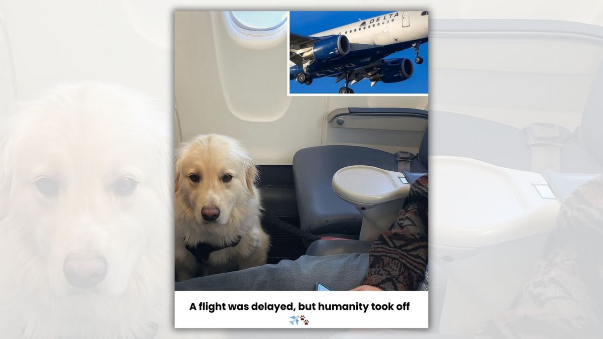 Real story about flight that made emergency landing because of sick dog?