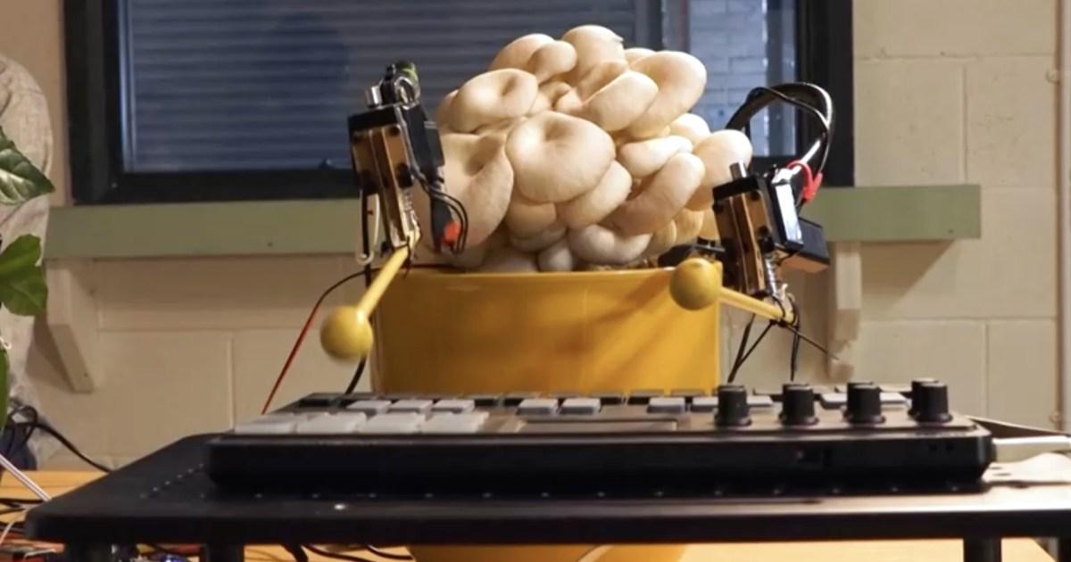 There’s a band in Manchester where the drummer is literally some mushrooms