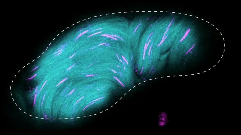 Here’s how fruit flies’ giant sperm squeeze into tight spaces