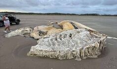 Huge sea creature the size of four cars washes up on UK beach leaving locals stunned