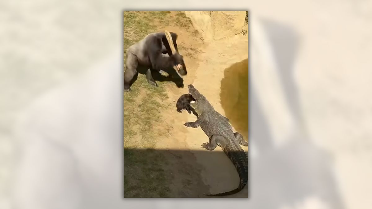 Real video of gorilla clubbing crocodile to free baby gorilla in its mouth?