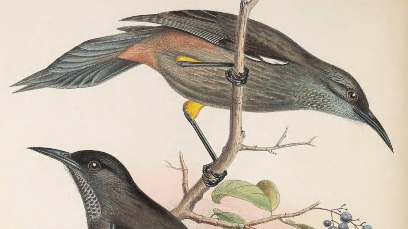 A sixth mass extinction? Not so fast, some scientists say