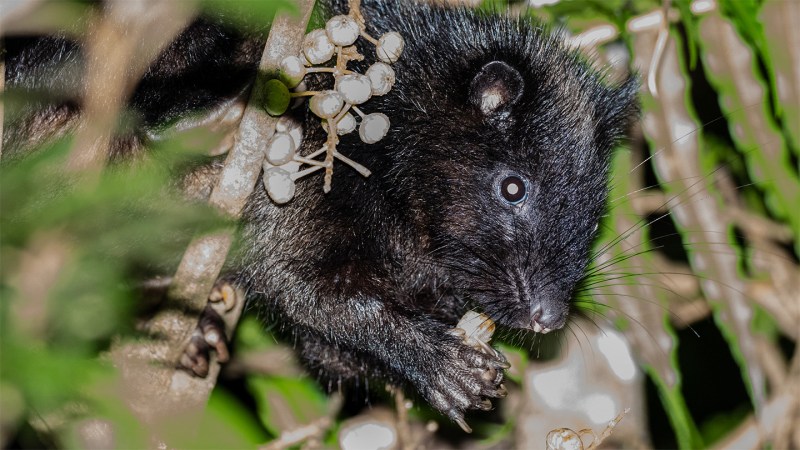 Tiny thumbnails may be key for rodents’ global takeover