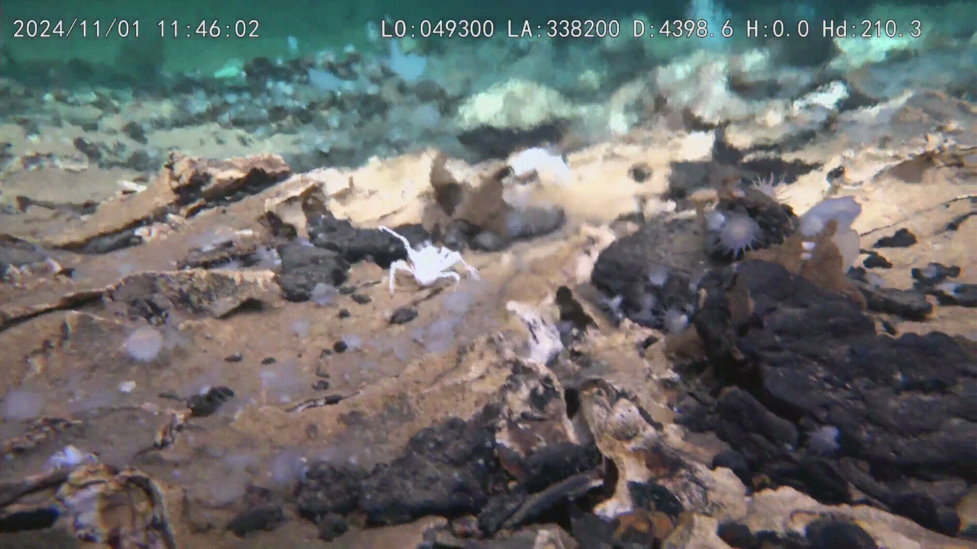 Chinese submersible explores previously unknown giant craters at the bottom of the Pacific — and they’re teeming with life