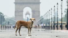 Compassion v fear: Delhi divided over feeding stray dogs