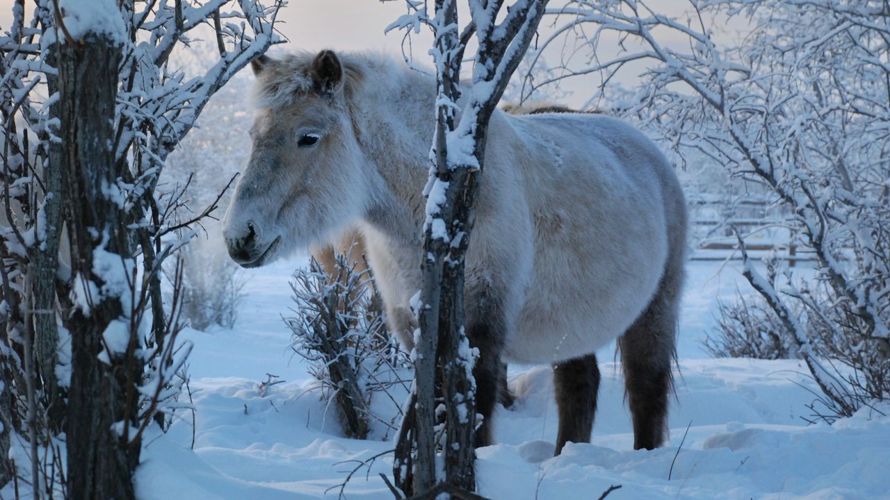 How the mystery origins of hairy little Yakutian horses were uncovered in Siberia’s ‘gateway to the underworld’