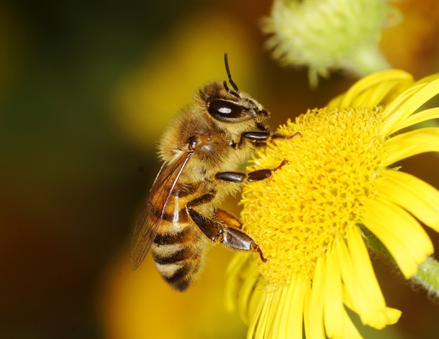 Bee-sting inspired microneedle patches offer pain-free drug delivery