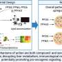 How PFAS disrupt healthy function in human liver cells