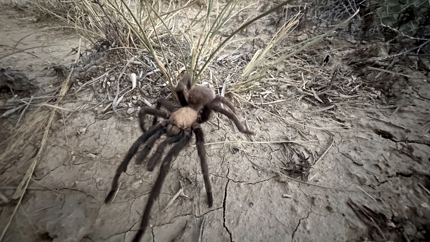 Male tarantulas are moving and wooing their way across Colorado
