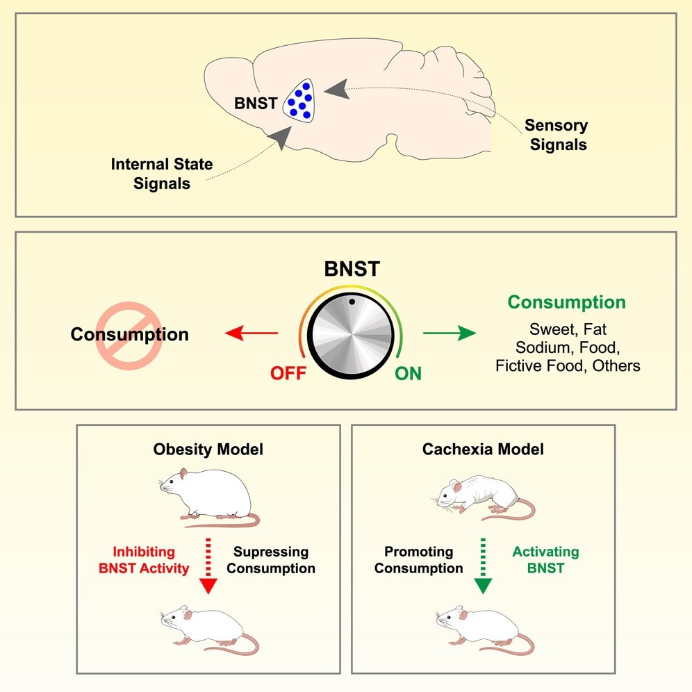 Scientists uncover brain circuit that turns cravings into eating behavior