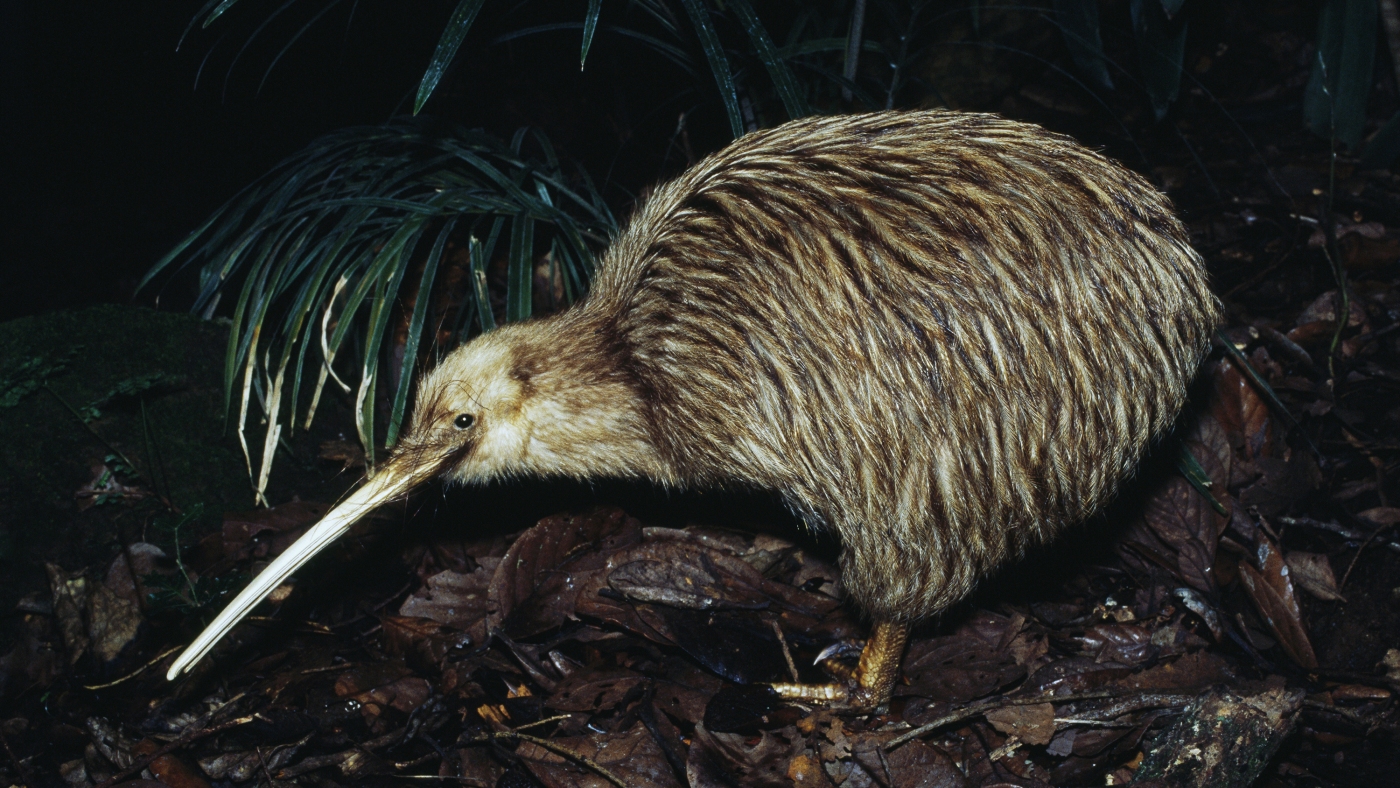 New Zealand’s bold plan to save endangered animals: kill millions of invasive animals