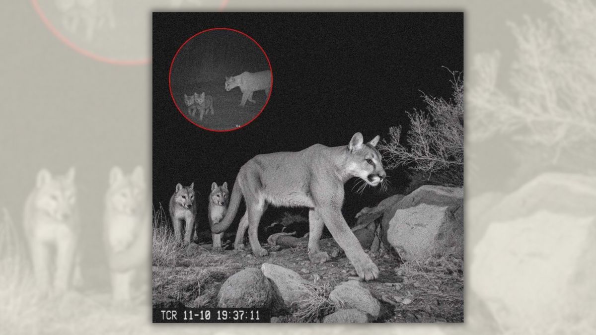 Did Yellowstone camera capture image of mountain lion raising wolf cubs?