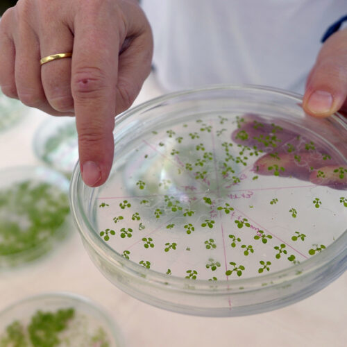 New pathway engineered into plants lets them suck up more CO₂