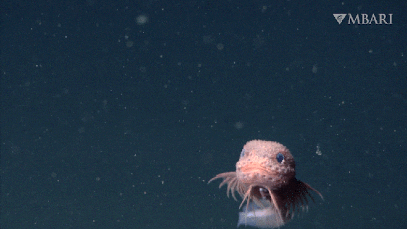 Never-before-seen adorable pink bumpy snailfish with funny little beard filmed in deep canyon off California coast