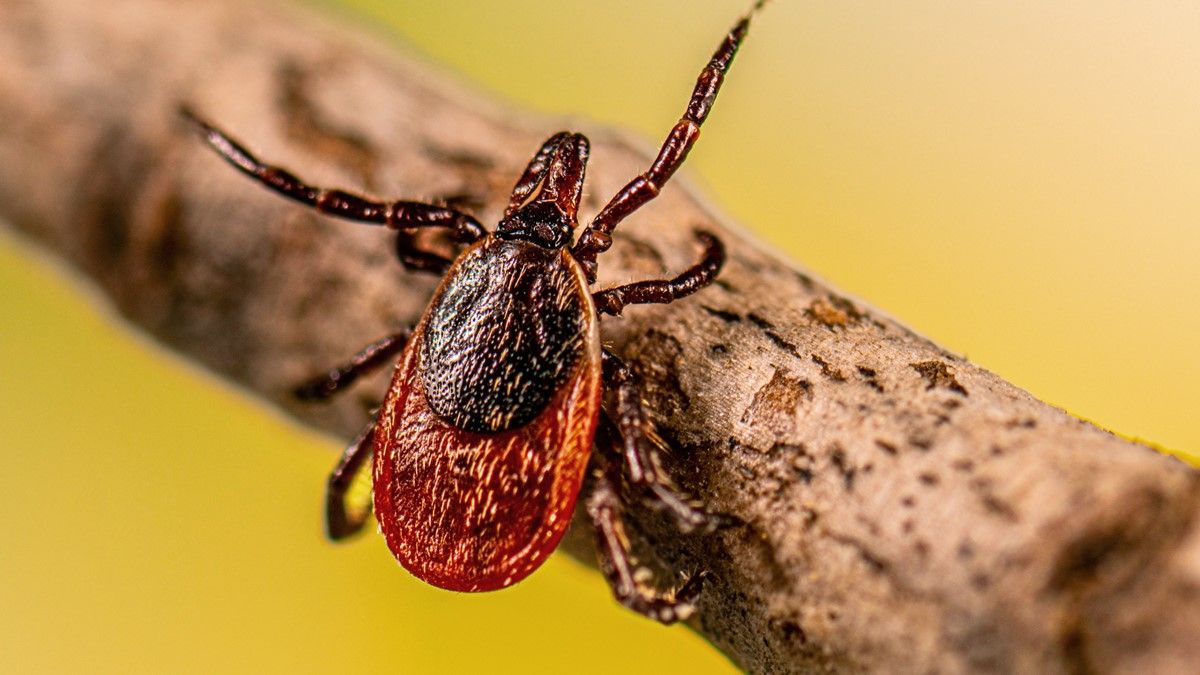 ‘Your fear is well-founded’: How human activities have raised the risk of tick-borne diseases like Lyme