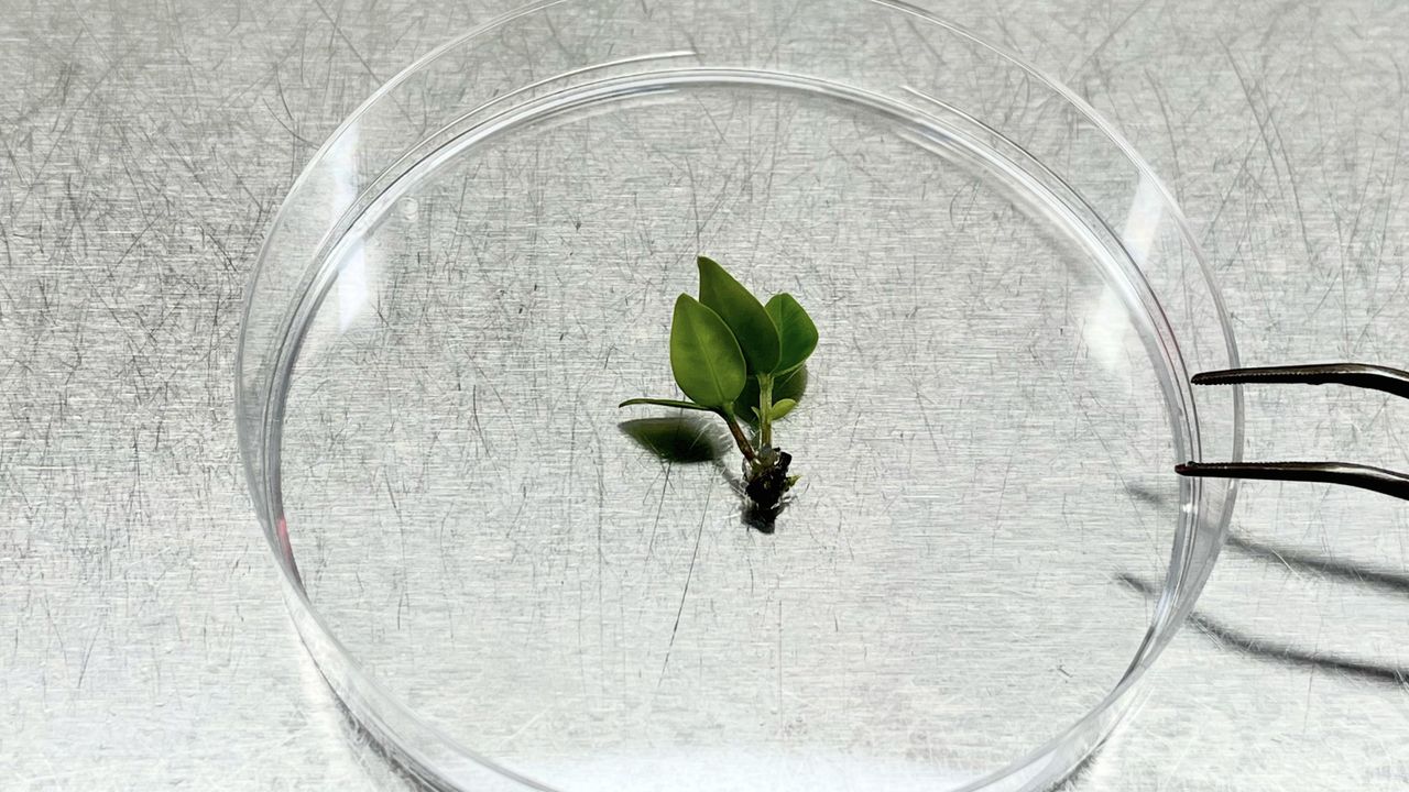 ‘This needs to happen fast’: Scientists race to cryopreserve a critically endangered tree before it goes extinct