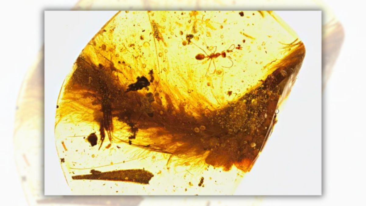 Story about dinosaur tail preserved in amber is a fossil by now