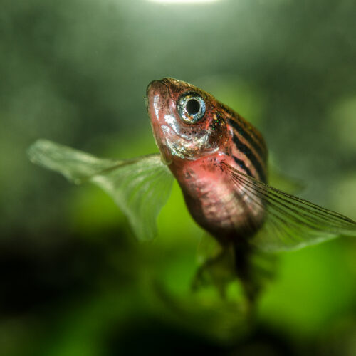 You can hold on to your butts thanks to DNA that evolved in fish