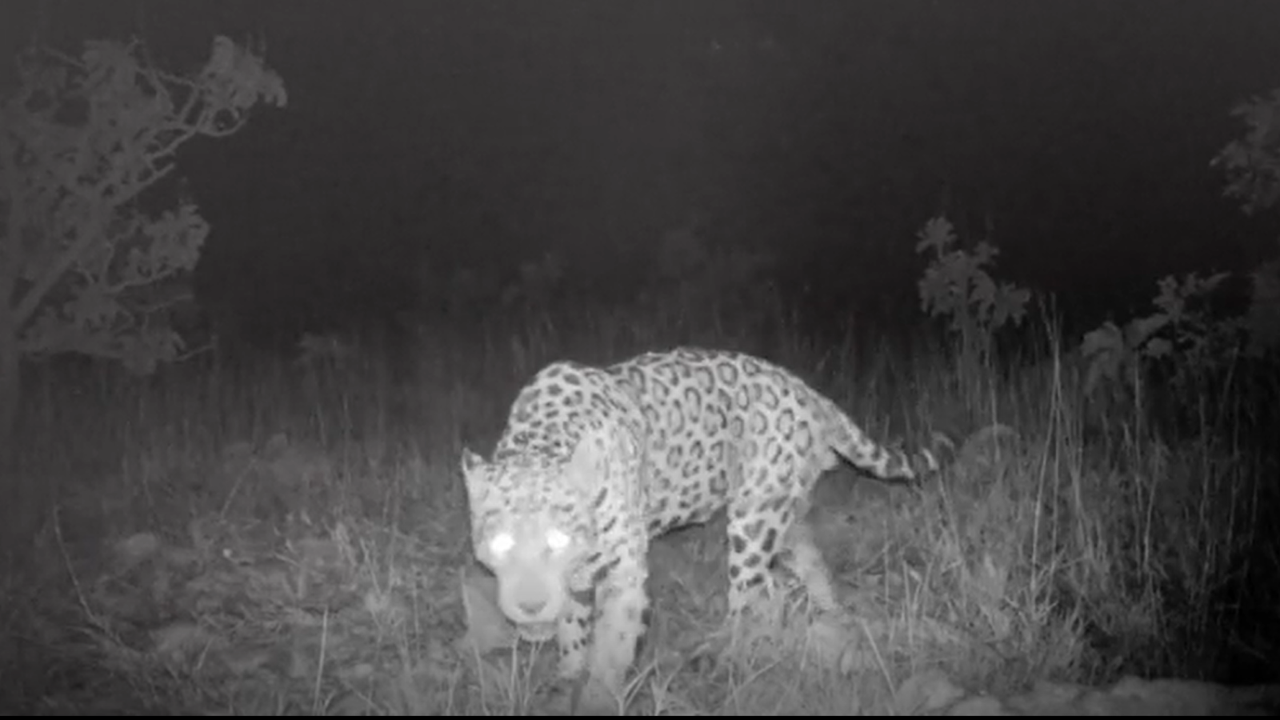 Jaguar in Brazil smashes record for the species’ longest documented swim