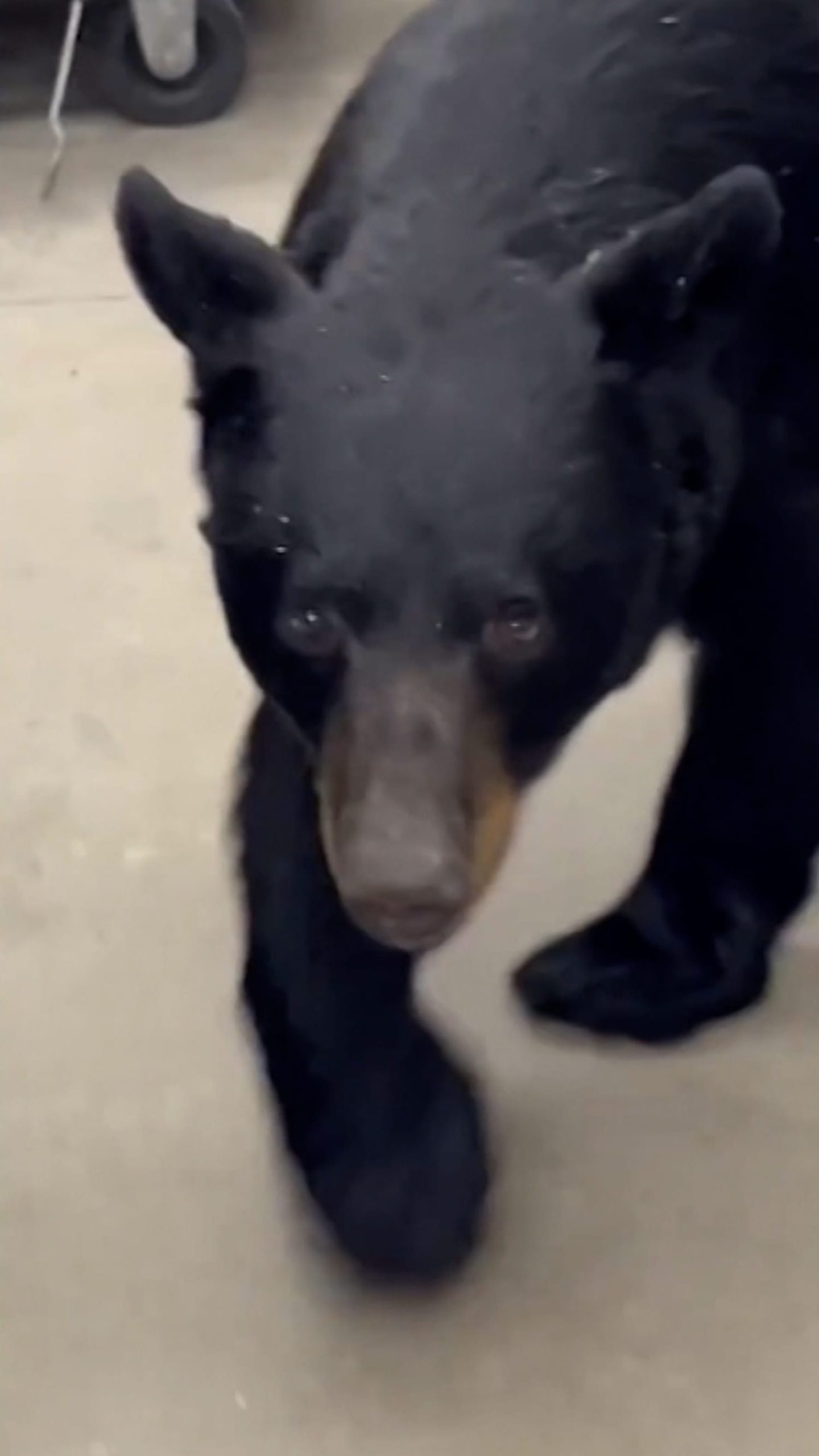Bear strolls through New Jersey Dollar General store