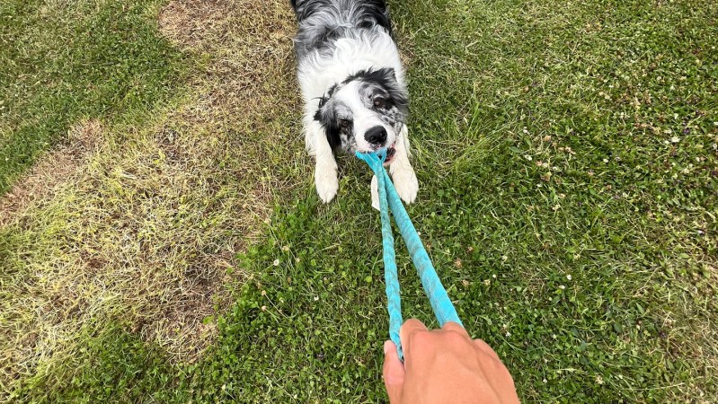 Tug or fetch? Some dogs sort toys by how they are used