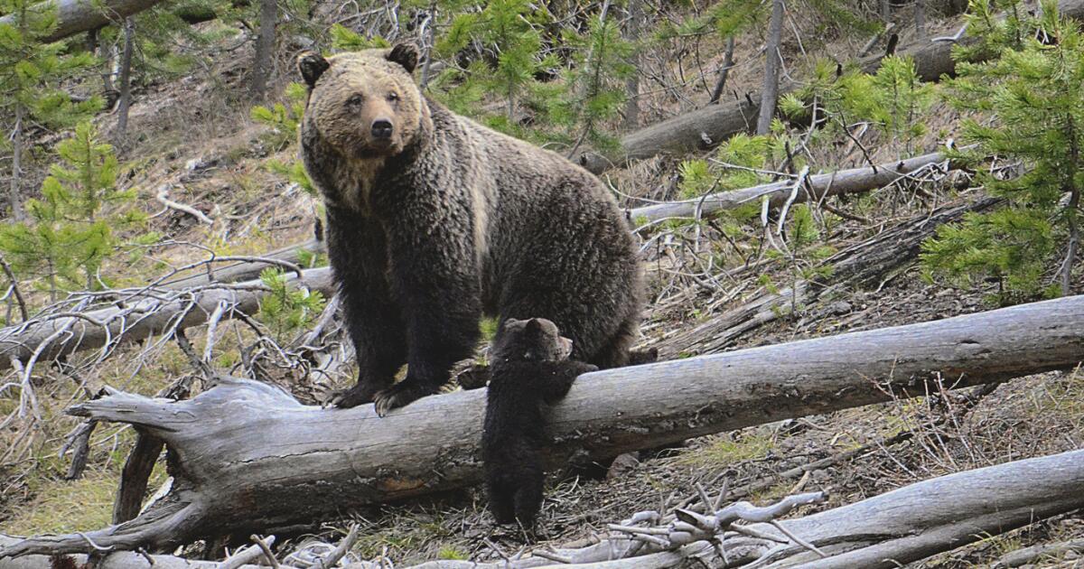 Yellowstone hiker survives bloody encounter with a bear, possibly a grizzly