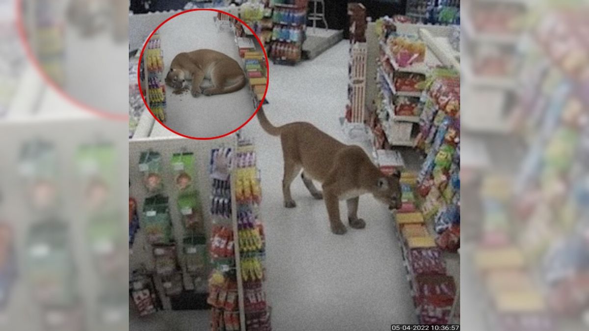 Mountain lion broke into Colorado pet store to play with catnip?