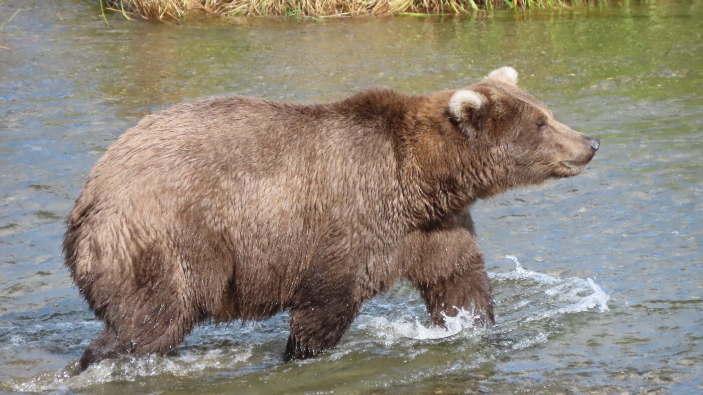 Fat Bear Week is here early, and the bears are fat and playful