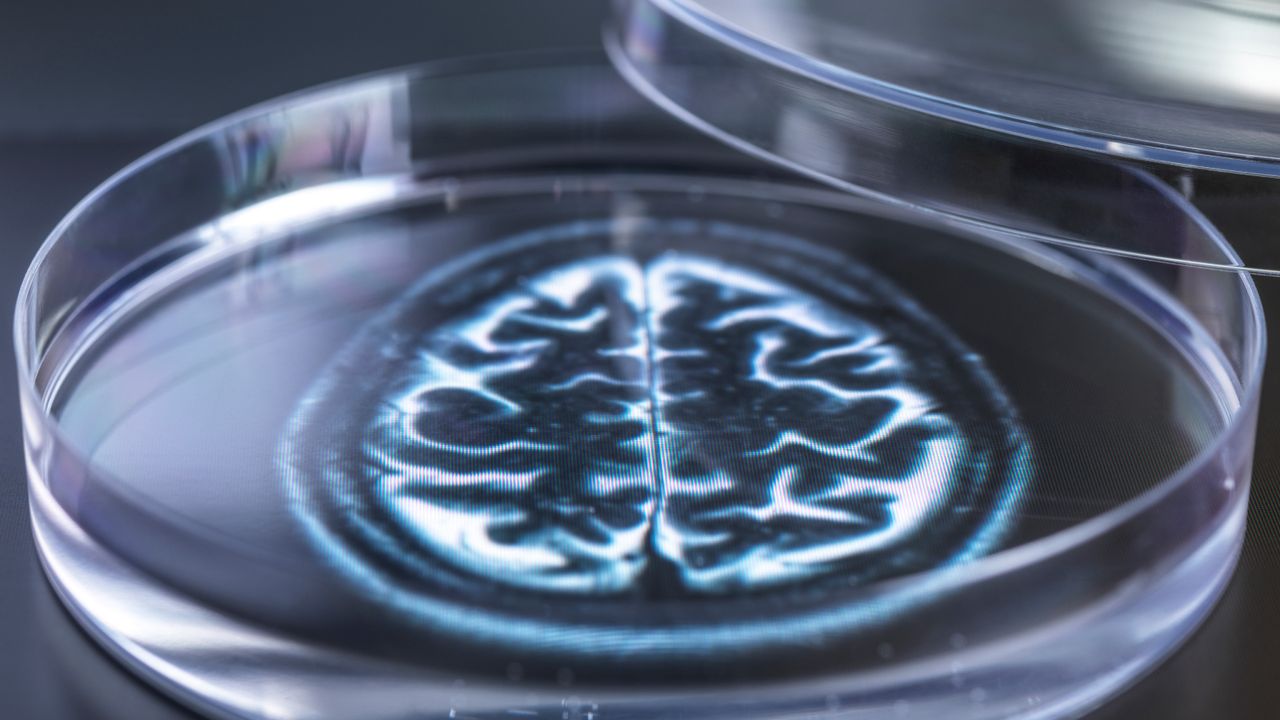 If tiny lab-grown ‘brains’ became conscious, would it still be OK to experiment on them?