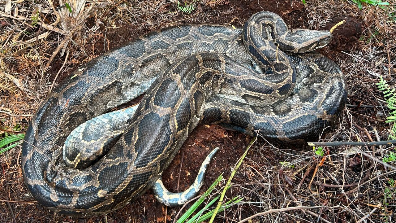 Cold snap in Florida made Burmese python puke up a whole deer