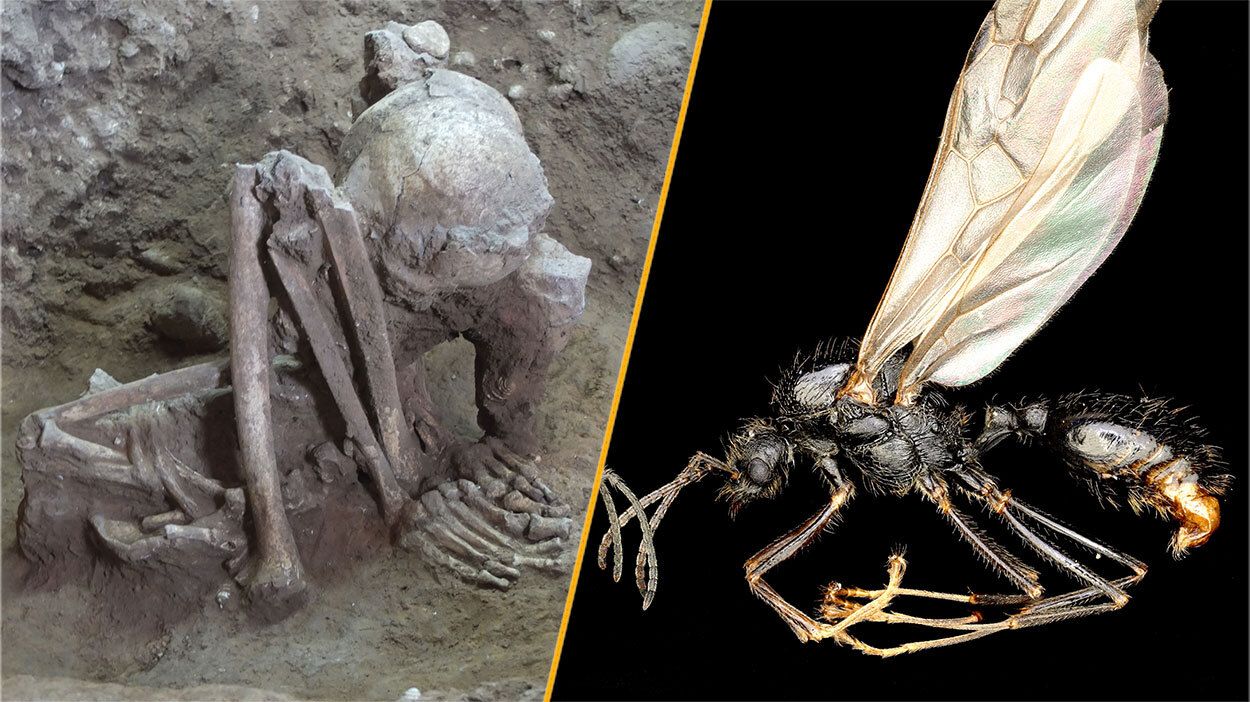 Science news this week: The world’s oldest mummy, and an ant that mates with clones of a distant species