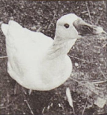 The Death of William the Goose