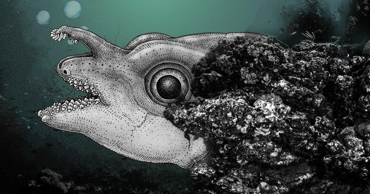 Sea creature called the ratfish uses teeth-covered rods on their foreheads to have sex