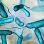 Rare flesh-eating bacteria claim fifth life in Louisiana