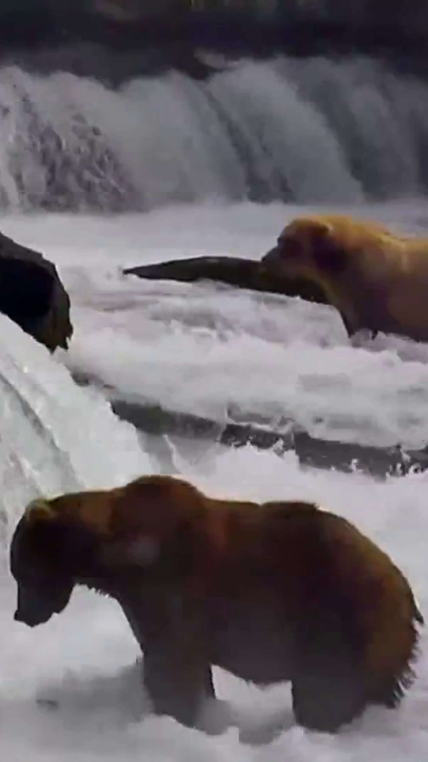 Meet the contenders of Alaska’s Fat Bear Week