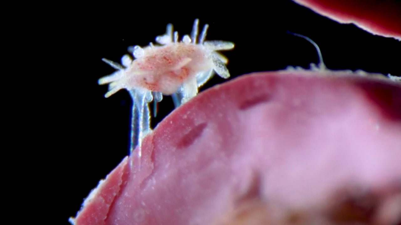Microscopic baby sea urchin crawling with tubed feet is among video winners of Nikon Small World in Motion competition