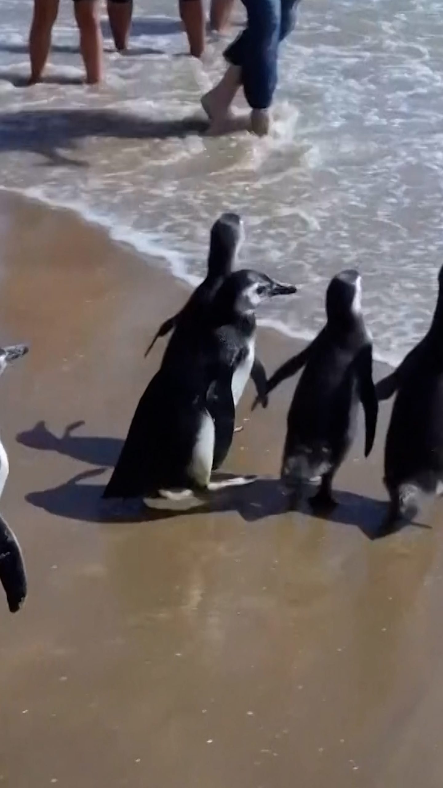 Magellanic penguins released back to the sea in Uruguay