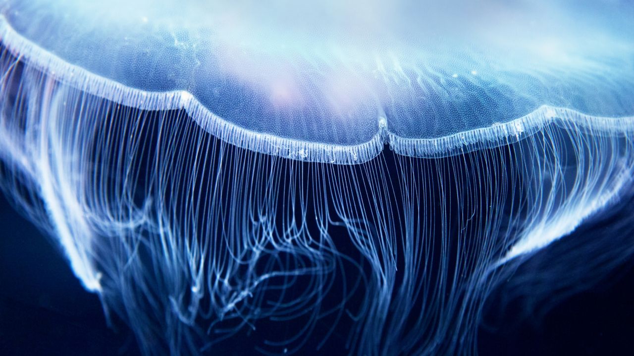 Scientific breakthrough leads to ‘fluorescent biological qubit’ — it could mean turning your cells into quantum sensors