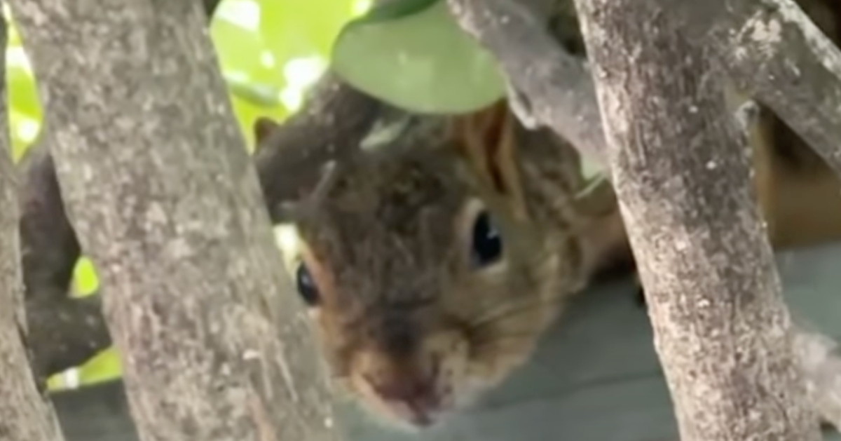 Aggressive Squirrel Sends At Least 2 People To ER In California City